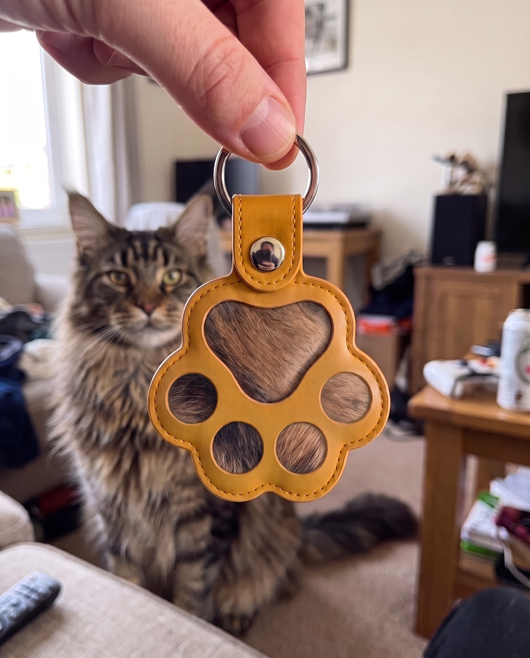 Maine Coon cat with a Pawch